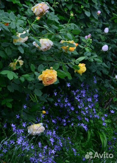 Красота для сада