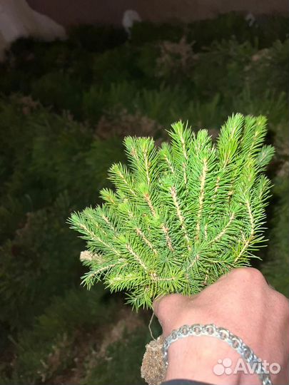 Сеянцы ели зкс от производителя