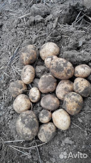 Картофель Сынок (клубни) 1 линии на посадку