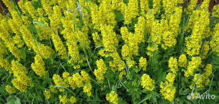 Саженцы Гортензии,Многолетние цветы