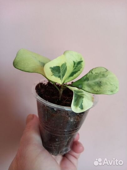 Фикус вианди вариегатный и другие