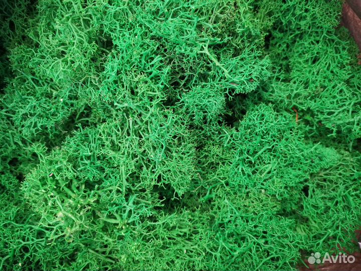 Стабилизированный мох обрезки