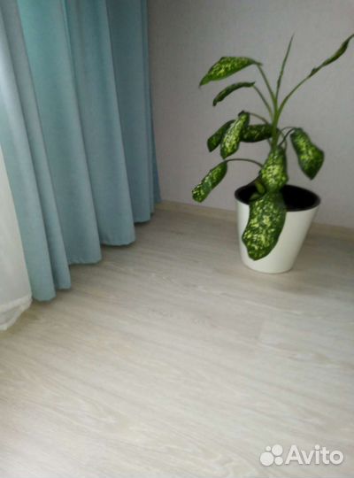 Колохое, диффенбахия толстянка