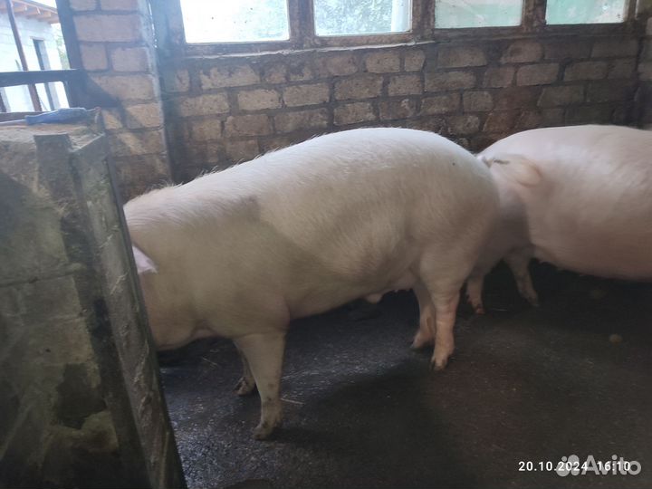 Свиньи тушкой