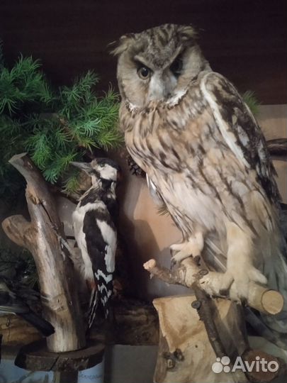 Таксидермия