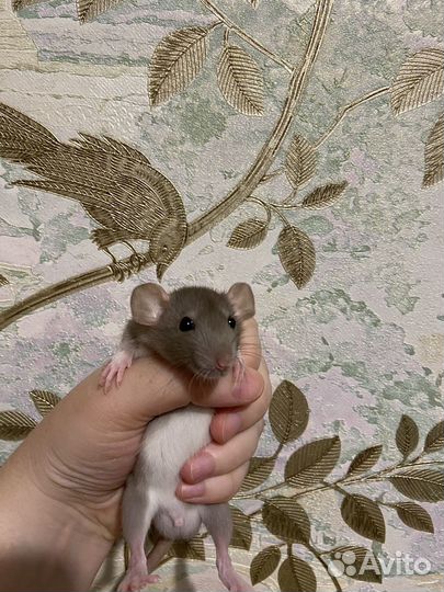 Крыса дамбо