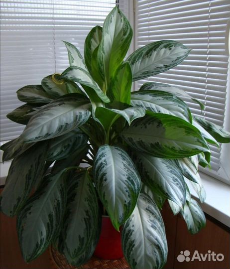 Аглаонема 