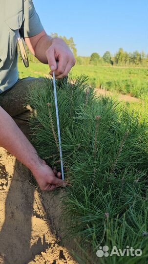 Саженцы сосны окс