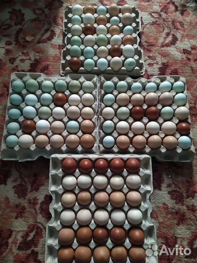 Инкуационное яйцо