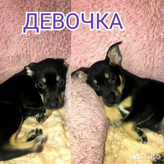 Щенки в дар