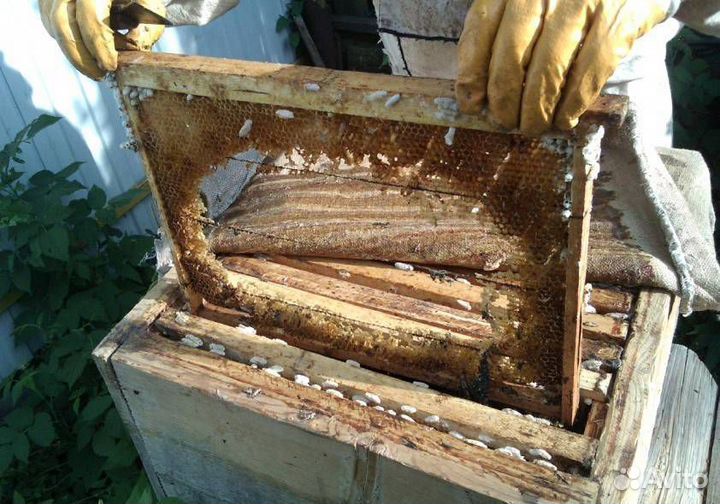 Пжвм, пжлвм, огневка, восковая моль