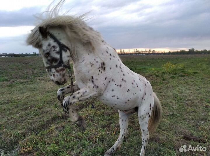 Лошади жеребцы