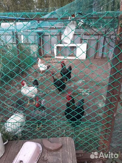 Продажа петухов