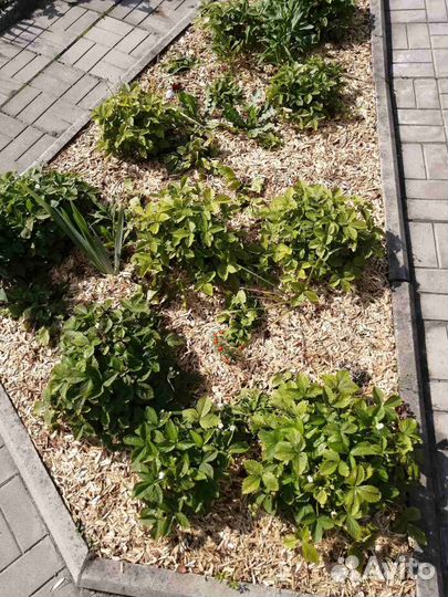 Щепа для мульчи