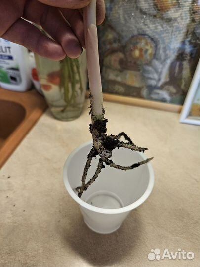 Аглаонема батерфляй