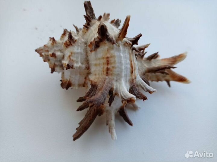 Раковины, ракушки, кораллы