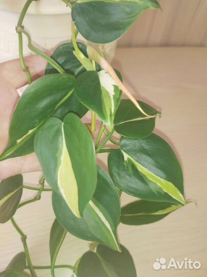 Филодендрон Медиопикта (триколор)