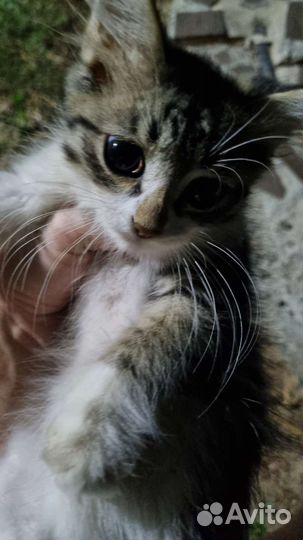 Котики в добрые руки