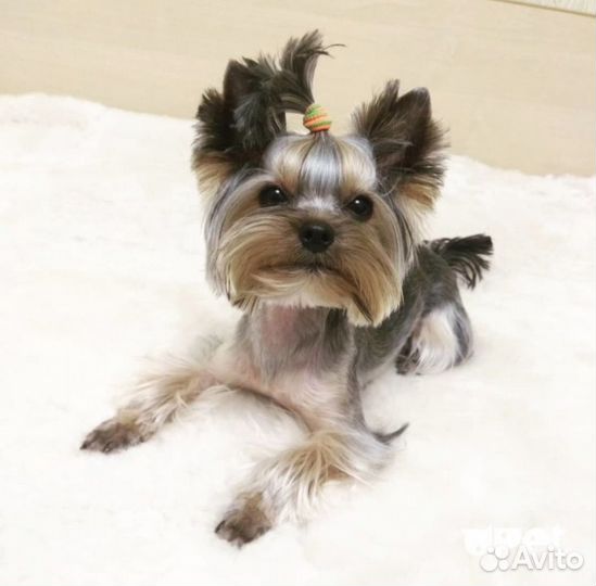 Йоркширский терьер