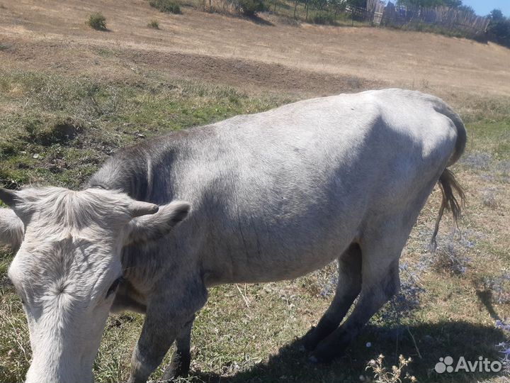 Продаётся перво телка