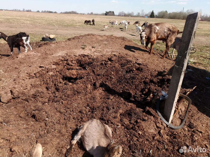 Конский Навоз в мешках