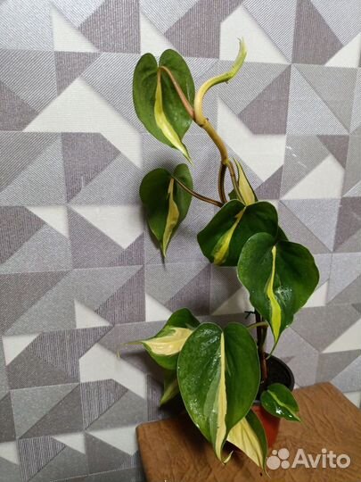 Филодендрон Сканденс бразил