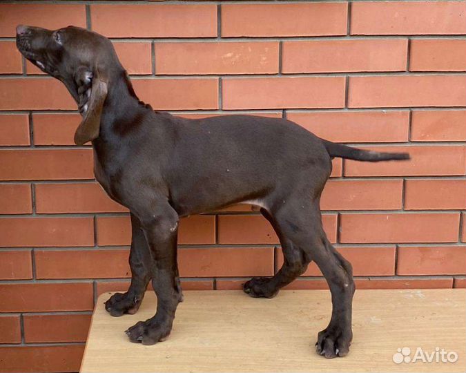 Щенки курцхаара