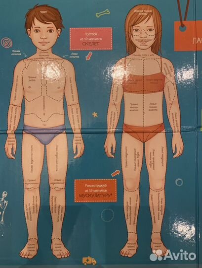 Магнитная игра «Тело человека» энциклопедия