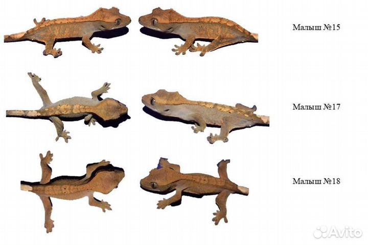 Эублефары и бананоеды