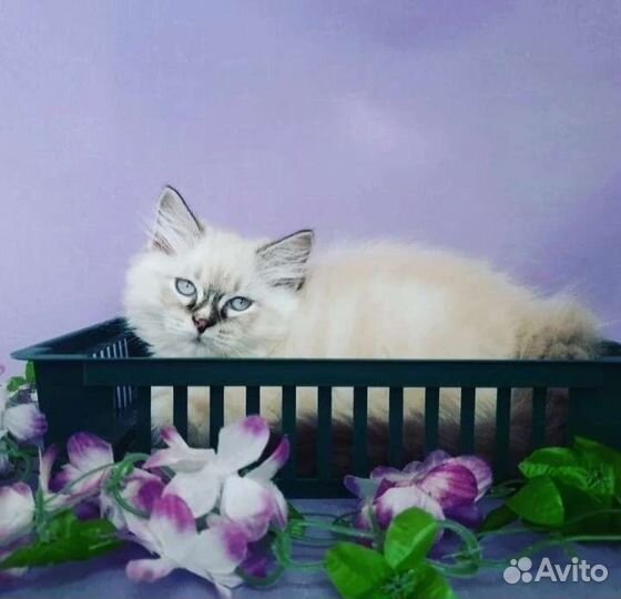 Невский маскарадный котенок