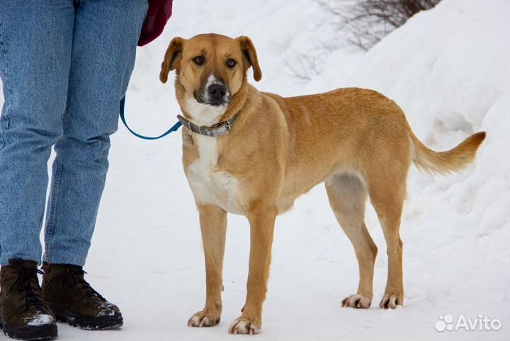 Собака Жужа