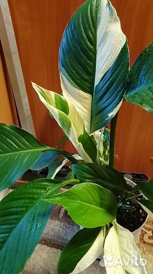 Спатифиллум Пикассо