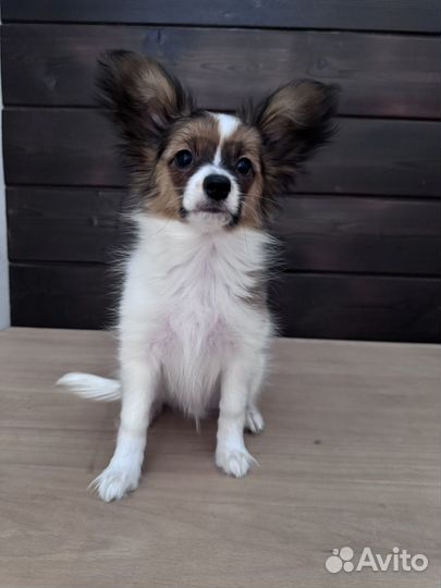 Мальчишка папийон