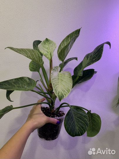 Филодендрон биркин