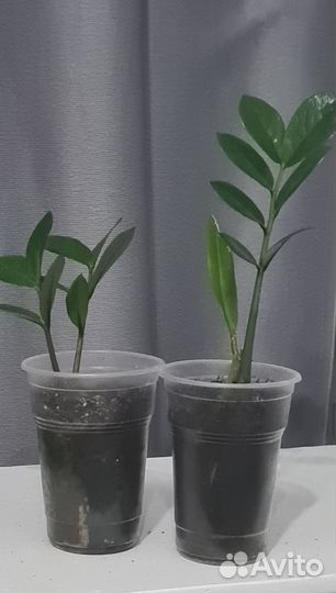 Замиокулькас