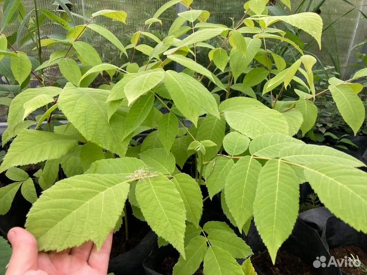 Саженцы ореха сердцевидного, съедобный, вкусный