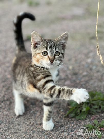 Котенок беспатно в дар