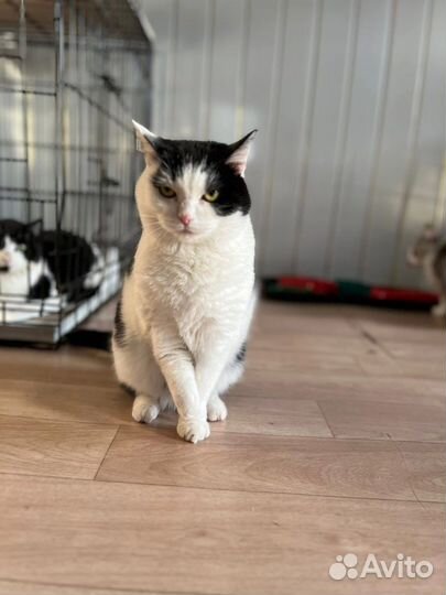 Котики с приюта