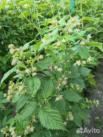 Саженцы ремонтантной малины Химбо топ