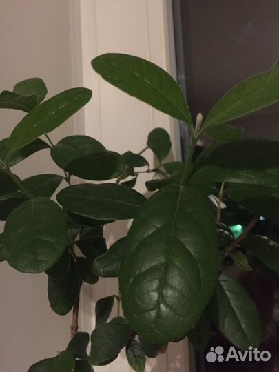 Фейхоа деревце