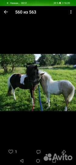 Конный клуб 