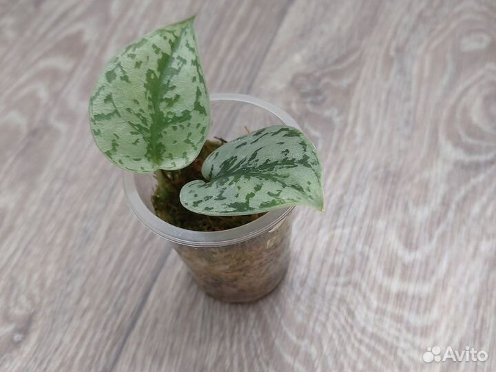 Растения сциндапсус, эпипремнум, монстера