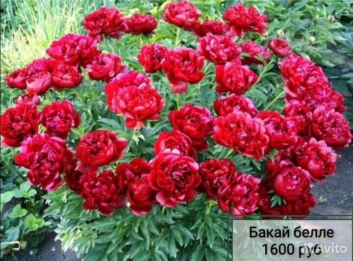 Продам пионы