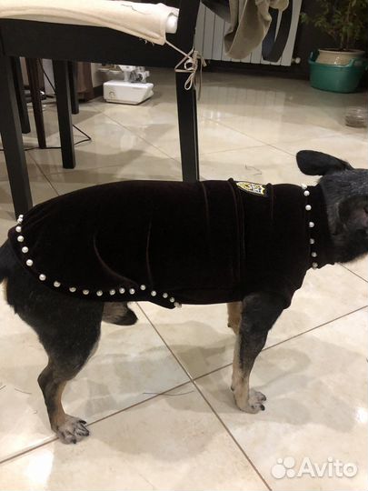 Одежда для собак