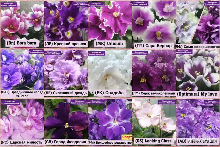 Сортовые фиалки, набор черенков почтой