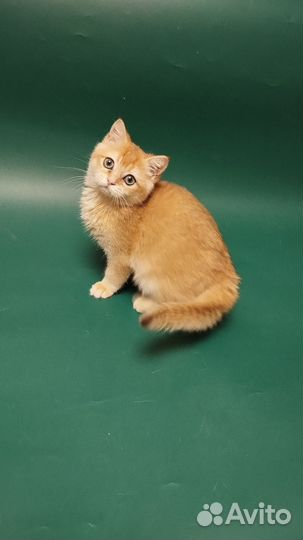 Пушистые друзья