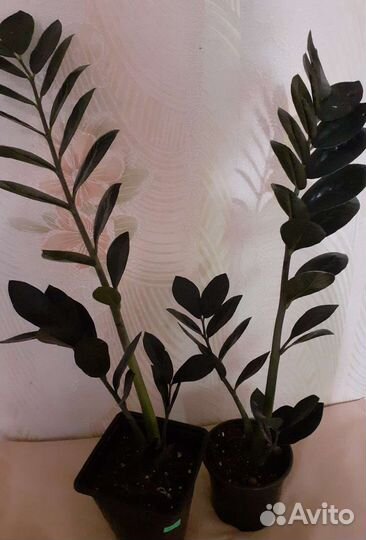 Замиокулькас