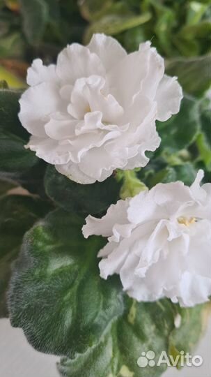 Продам цветы комнатные фиалка