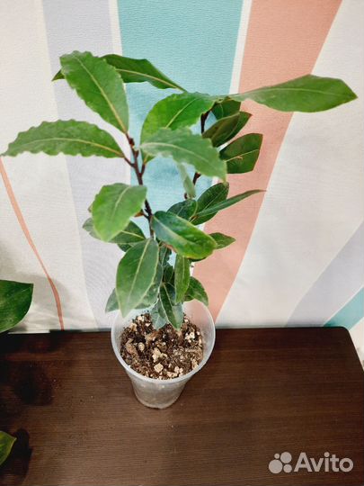 Комнатные растения редкие