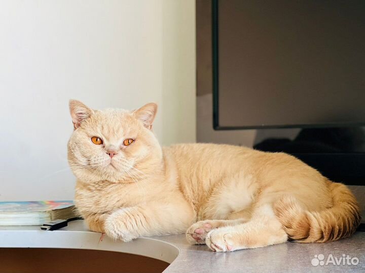 Британец для вязка